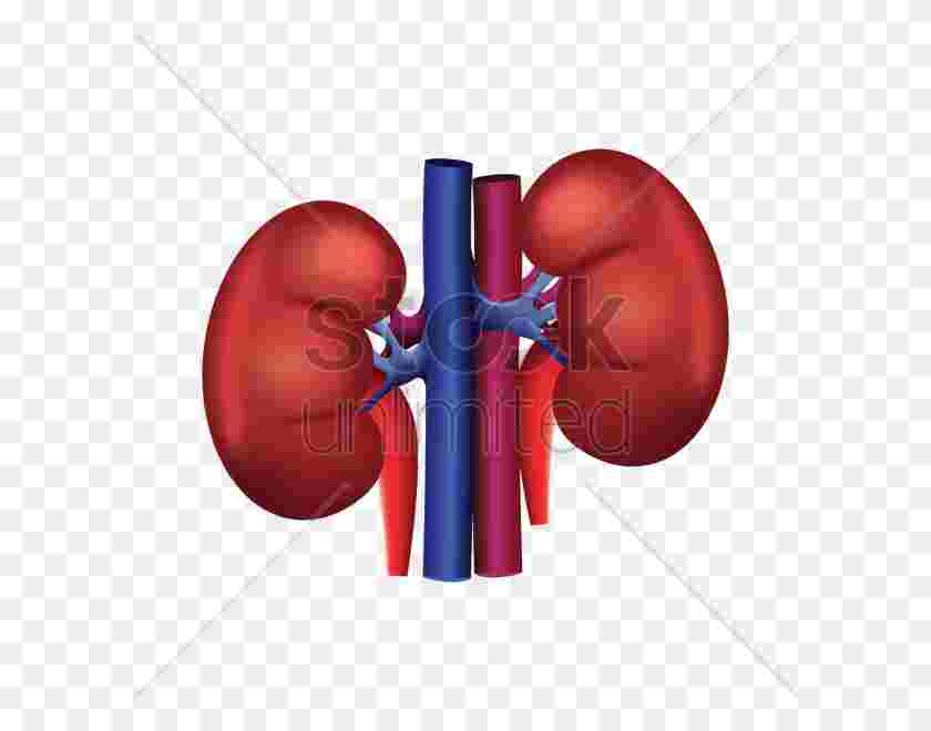 Kidney